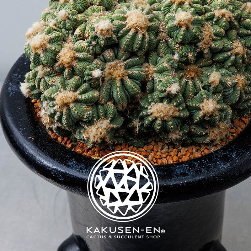 KAKUSEN-EN / POP UP STORE