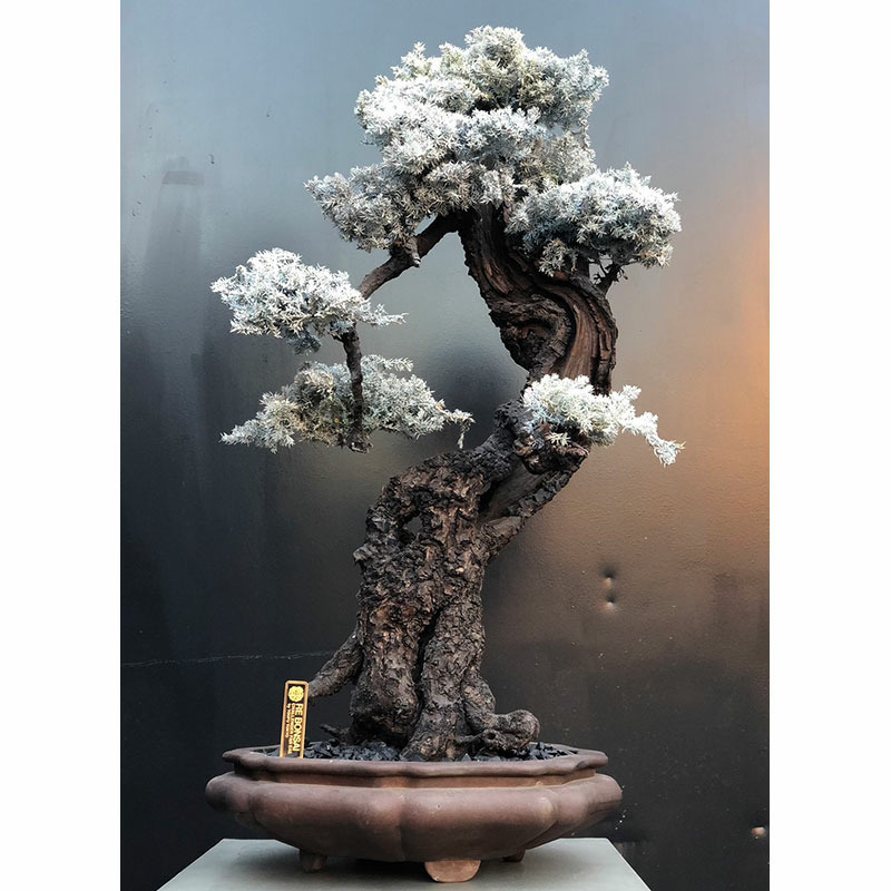 RE BONSAI / POP UP STORE