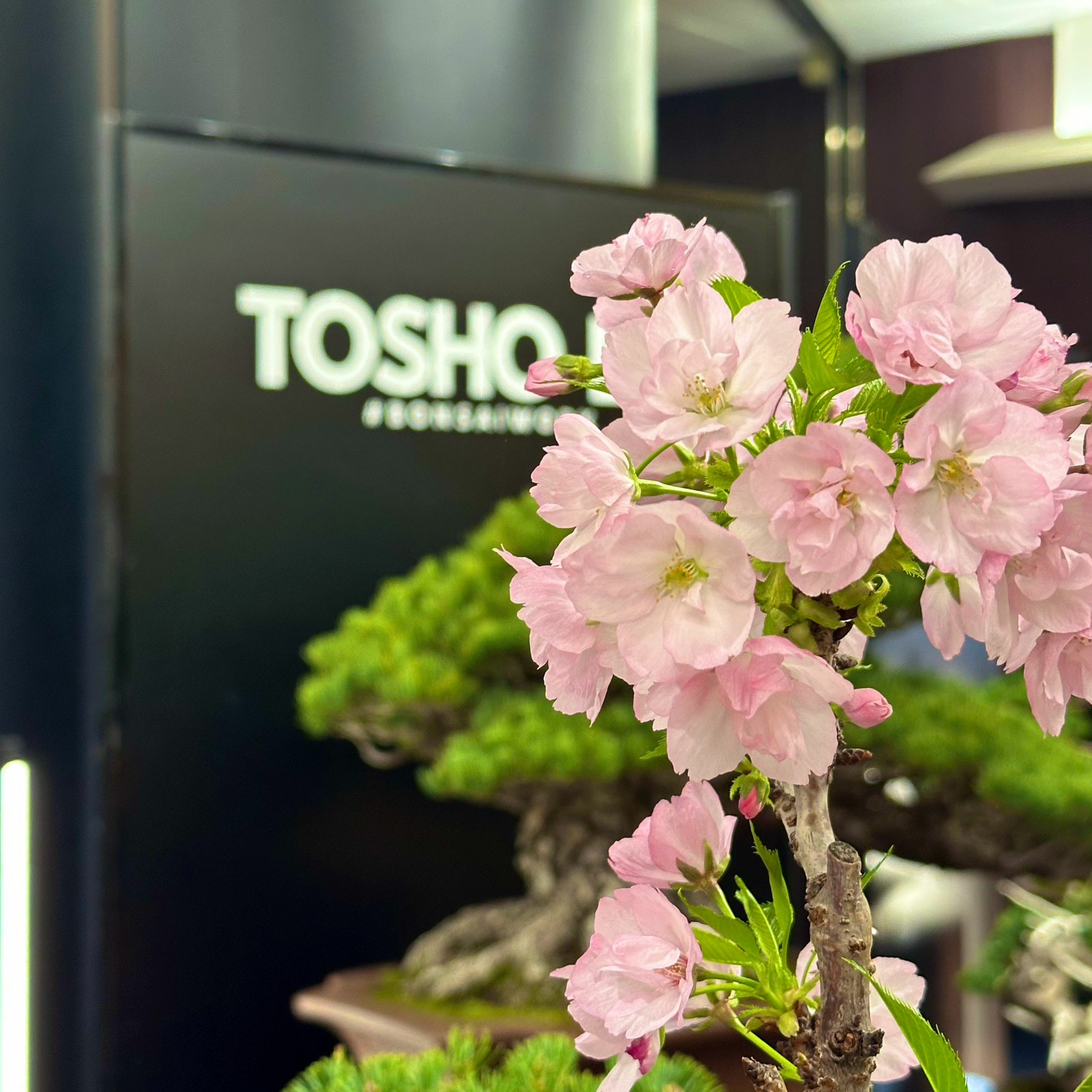 桃松園 - TOSHO-EN - / POP UP STORE