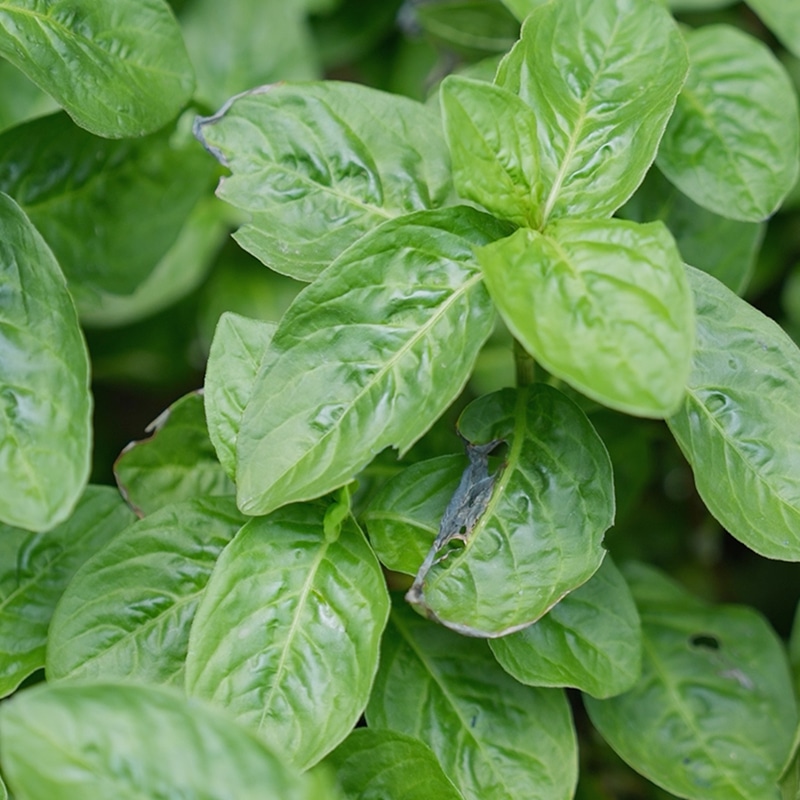 江戸時代から続く「天然藍灰汁発酵建て」 ― 壺草苑ならではの藍づくり